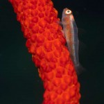 260412 Peitschenkoralle mit Fisch 4