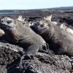 Galapagos18