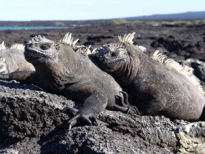 Galapagos18