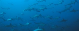 hammerhaie-werden-in-malpelo-bei-so-gut-wie-jedem-tauchgang-gesehen
