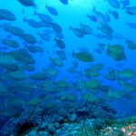 Nasendoktorfischschwarm