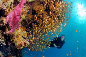 Fischschwarm am Korallenriff|Kurt Amsler/www.photosub.com
