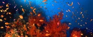 Rotes Meer UW Unterwasser